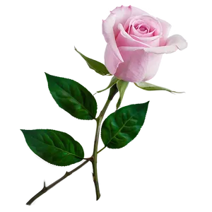 Pink Rose Love PNG Iqy41 PNG
