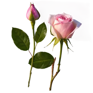 Pink Rose Magic PNG Moq28 PNG