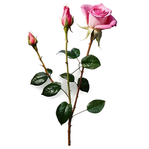 Pink Rose Magic PNG Spg76 PNG