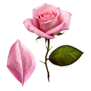 Pink Rose Petals PNG 05062024