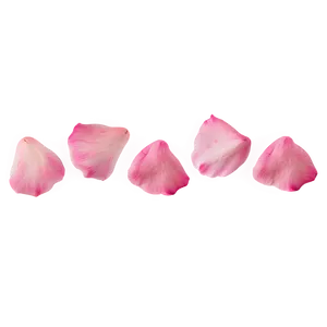 Pink Rose Petals PNG 29