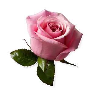 Pink Rose PNG 04292024