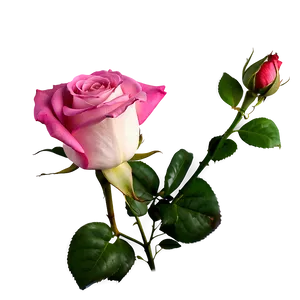 Pink Rose PNG 05242024