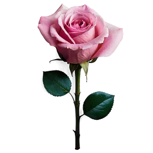 Pink Rose PNG 73