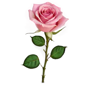 Pink Rose PNG 93