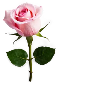 Pink Rose PNG Efd