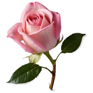 Pink Rose PNG Fns