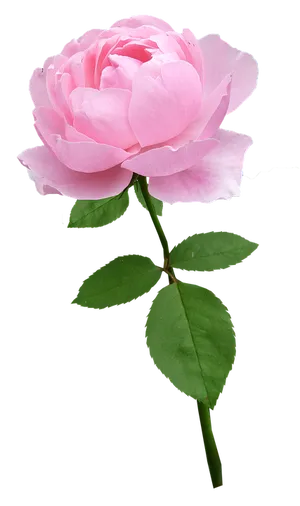 Pink Rose Single Stem