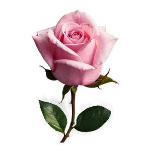 Pink Rose Symbol PNG 05242024 PNG
