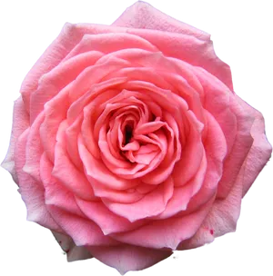 Pink Rose Transparent Background PNG image