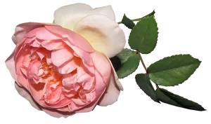 Pink Rose Transparent Background