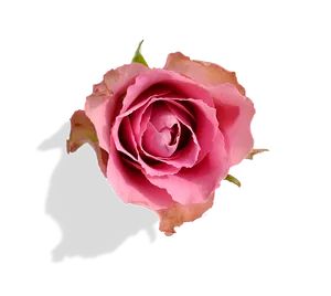 Pink Rose Transparent Background