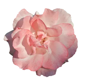 Pink Rose Transparent Background