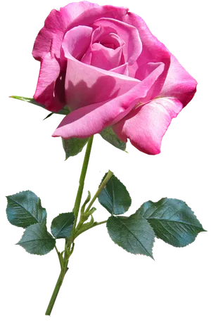 Pink Rose Transparent Background