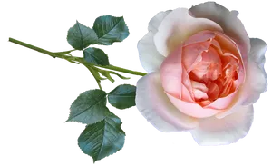 Pink Rose Transparent Background