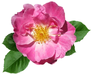 Pink Rose Transparent Background