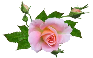 Pink Rose Transparent Background