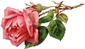 Pink Rose Transparent Background PNG