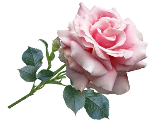 Pink Rose Transparent Background