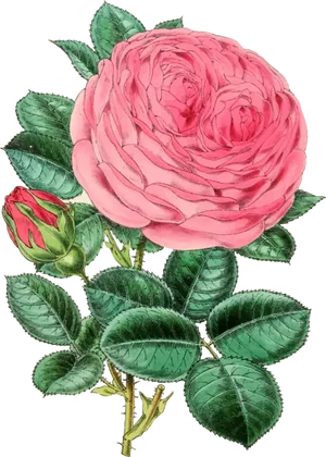 Pink Rose Vector Illustration PNG image