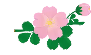Pink Rose Vector Illustration