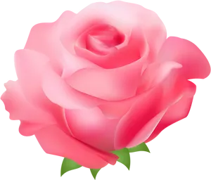 Pink Rose Vector Illustration