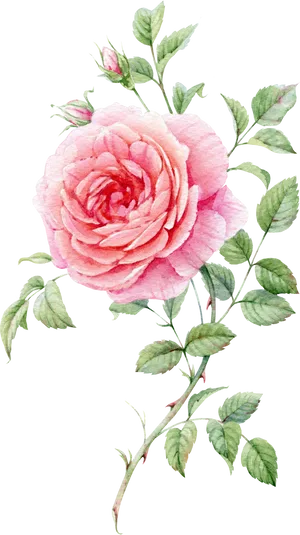 Pink Rose Watercolor Artwork PNG image
