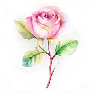 Pink Rose Watercolor PNG Eot69