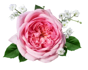 Pink Roseand Baby's Breath Floral Arrangement.png