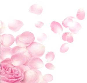 Pink Roseand Petals Floating PNG image