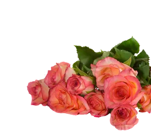 Pink Roses Black Background