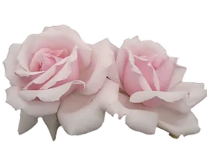 Pink Roses Black Background