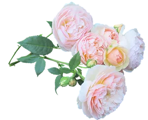 Pink Roses Black Background
