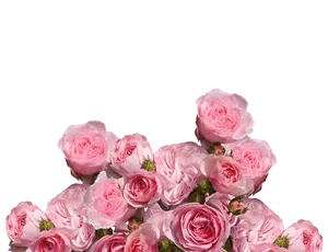 Pink Roses Black Background PNG image