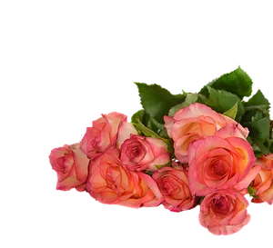 Pink Roses Black Background