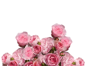 Pink Roses Black Background