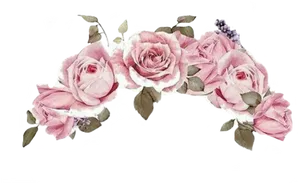 Pink Roses Black Background