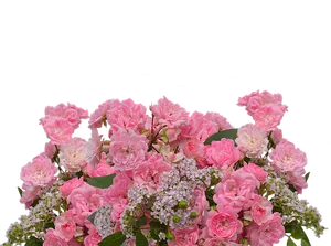 Pink Roses Bouquet Black Background PNG