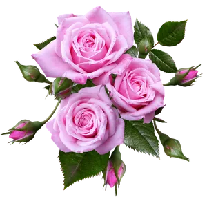 Pink Roses Bouquet Transparent Background PNG image