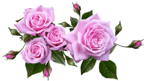 Pink Roses Transparent Background