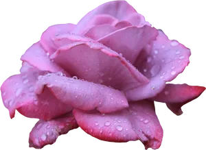 Pink Rosewith Water Droplets PNG image