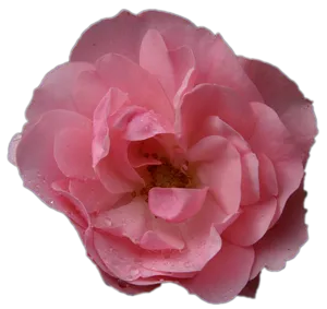 Pink Rosewith Water Droplets.png