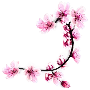 Pink Sakura Flowers PNG Ddy
