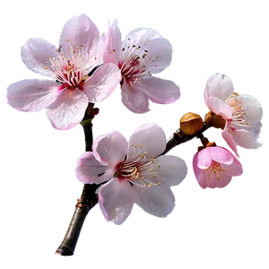 Pink Sakura Flowers Png Qly PNG image