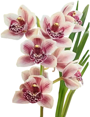 Pink Spotted Orchids Cluster PNG image