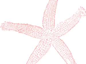 Pink Starfish Clipart PNG image