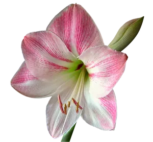 Pink Striped Amaryllis Flower