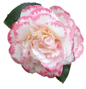Pink Striped Camellia Flower