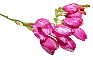 Pink Striped Flower Buds