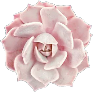 Pink Succulent Top View PNG image